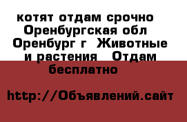 котят отдам срочно - Оренбургская обл., Оренбург г. Животные и растения » Отдам бесплатно   